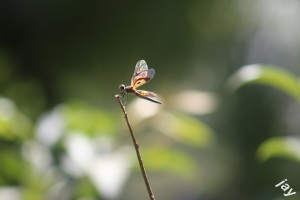 variegated flutterer courtesy jay